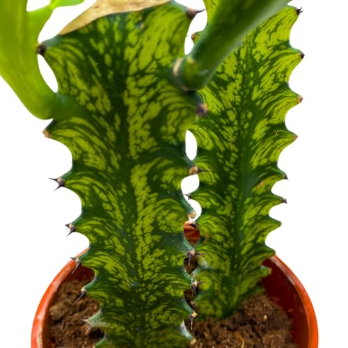 BubbleBlooms Variegated African Milk Tree in a 4 inch Pot Tricolor Green and White Euphorbia Trigona