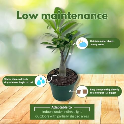 BubbleBlooms Desert Rose in a 4 inch Pot Adenium Obesum, White and Pink Flower