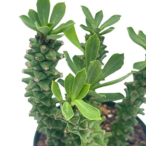 BubbleBlooms Euphorbia Ritchiei, in a 4 inch Pot