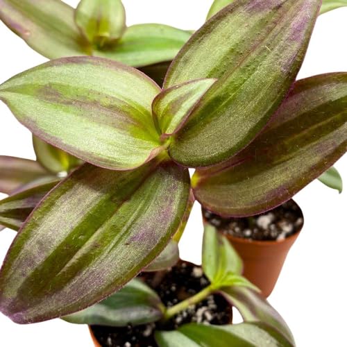 BubbleBlooms Tradescantia Silver Zebrina 2 inch Set of 3 Grey Wandering Dude pendula Spiderwort Tiny Mini Pixie Plants
