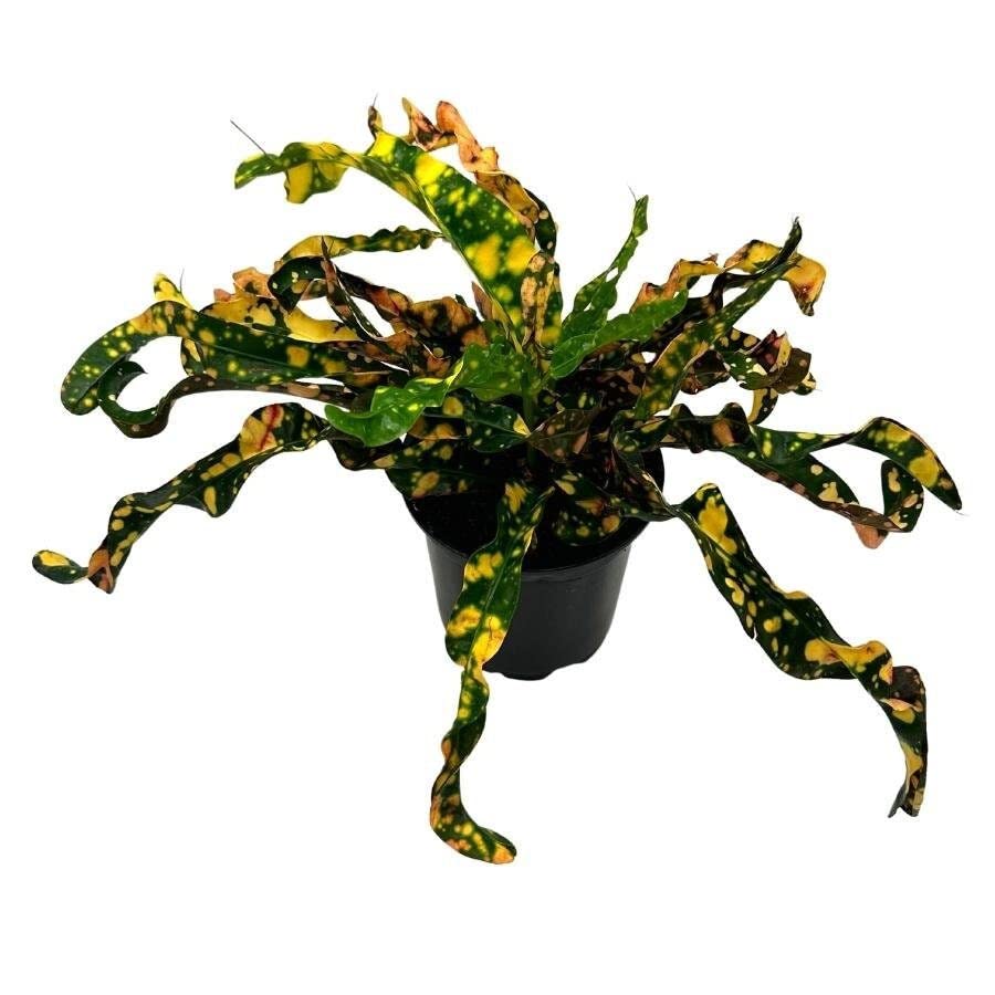 codiaeum croton mammy BubbleBlooms Twisted Variegated Croton Mammy in a 4 inch Pot Very Rare – Florida House Plants
