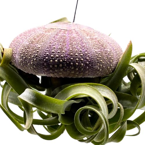 BubbleBlooms Large Tillandsia Jellyfish, Big Hanging air Plant with Seashell