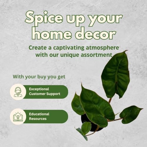 BubbleBlooms Philodendron billietiae 6 inch Washboard Abs Philo Billie Rare Indoor Plant