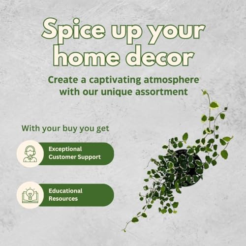 Creeping Fig, Ficus Pumila Variegata, Climbing Fig, Creeping Ficus in 4 inch Pot