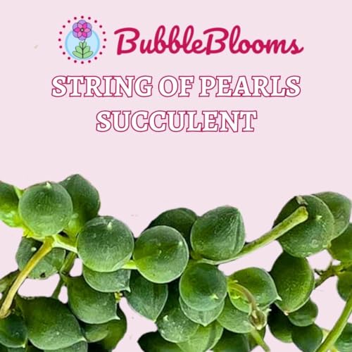 BubbleBlooms String of Pearls, 2 inch Set of 3, Curio rowleyanus Peas Tiny Mini Pixie Plants