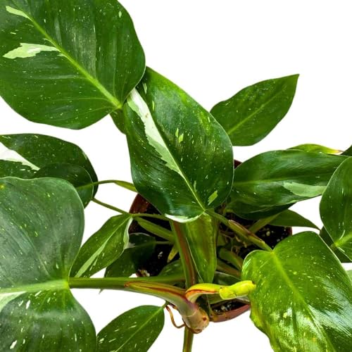 BubbleBlooms Philodendron White Princess 6 inch Rare Variegated Philo Indoor House Plant