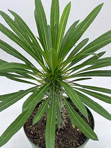 BubbleBlooms Madagascar Palm Pachypodium Lamerei 6 inch