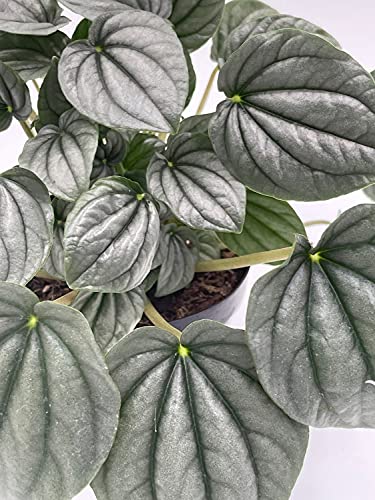 Generic Emerald Ripple Peperomia, Emerald Ripple Pepper, Platinum, Ivy-Leaf Peperomia, Green Ripple Peperomia, Peperomia caperata Yunck,4 inch Small
