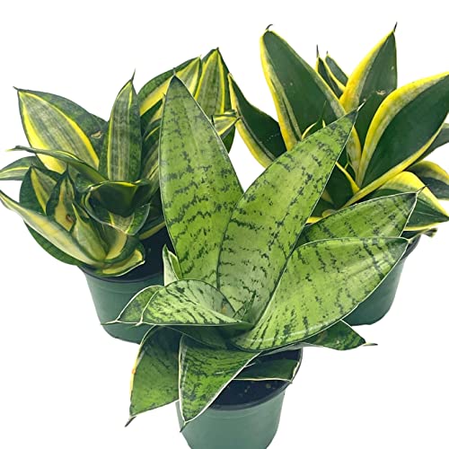 BubbleBlooms Sansevieria Trifasciata Rosette-Shaped Variegated Set of 3 in 4 inch pots, All Different Snake Plants