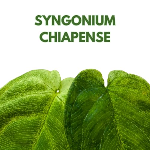 BubbleBlooms Syngonium Chapense in a 2 inch Pot Tiny Minie Pixie Plant