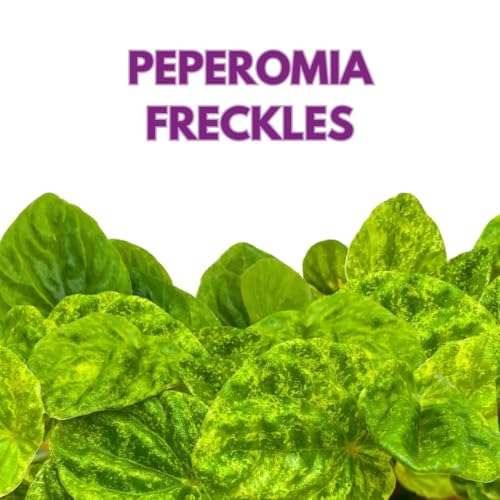 Harmony Foliage Peperomia Freckles Variegated Green Emerald Ripple in a 4 inch Pot