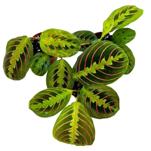 BubbleBlooms Maranta leuconeura Tricolor, 2 inch Set of 3, Prayer Plant Tiny Mini Pixie