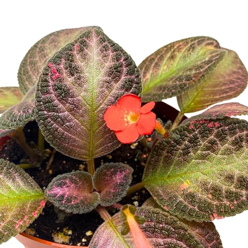 Harmony Foliage Episcia Temptation Purple Flame Violet 6 inch