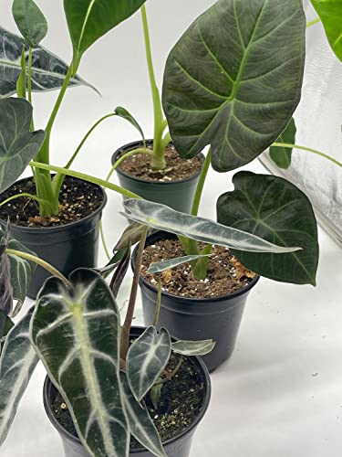 BubbleBlooms Alocasia Assortment Set, 6 Different Alocasias in 4 inch pots Grower's Choice