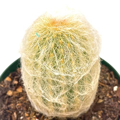 BubbleBlooms Silver Torch Cactus in a 4 inch Pot Cleistocactus strausii Snow Pole Wooly