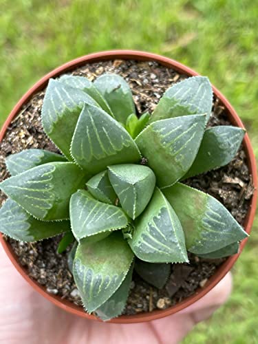BubbleBlooms Haworthia retusa, African Emeralds, Clear, Very Rare in 3 inch Pot
