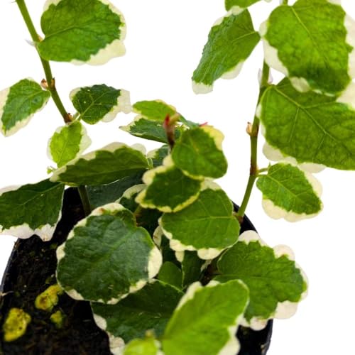 BubbleBlooms Ficus Pumila Variegata 2 inch Variegated Creeping Climbing Fig Tiny Mini Pixie Plants
