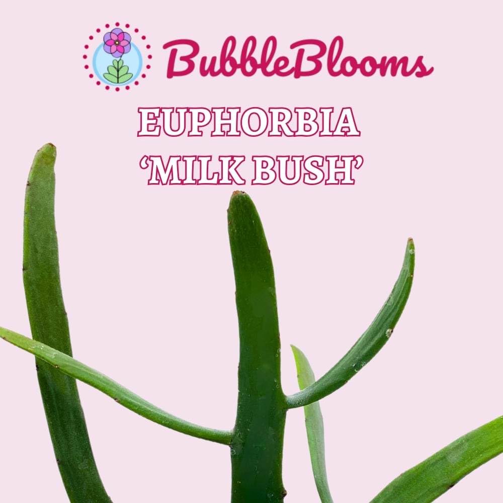 BubbleBlooms Euphorbia xylophylloides in a 4 inch Pot Rare Cactus