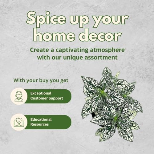 BubbleBlooms White Hypoestes phyllostachya 2 inch Set of 3 Flamingo Polka Dot Plant Tiny Mini Pixie Plants