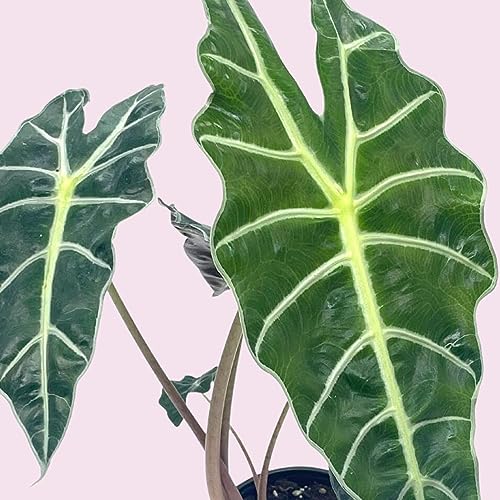 BubbleBlooms Alocasia African mask, 4 inch amazonica Polly