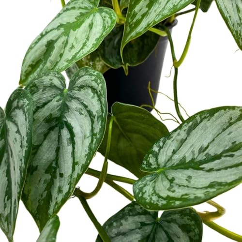 BubbleBlooms Philodendron Brandi Brandtianum in a 4 inch Pot