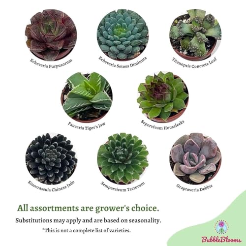 BubbleBlooms Teacup Succulent Assortment, 6 Different Plants in 1 inch pots with Tiny Saucers