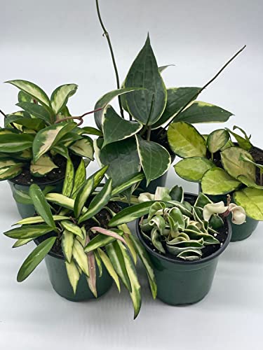 BubbleBlooms Premium Hoya Assortment Set 5 Different Premium Hoyas in 4 inch pots