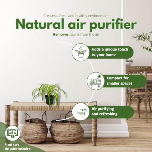 BubbleBlooms Spider Plant in a 4 inch Pot Chlorophytum comosum