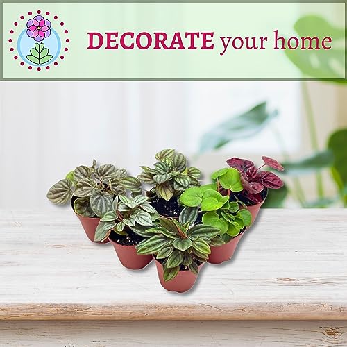 BubbleBlooms Peperomia Assortment, 6 Different peperomias in 2 inch pots Grower's Choice