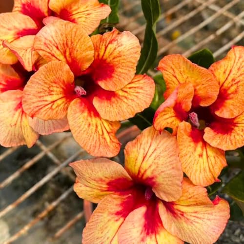 BubbleBlooms Desert Rose Predator in a 4 inch Pot Extremely Rare Flower