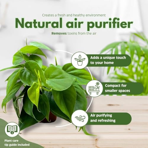 BubbleBlooms Philodendron Heartleaf 4 inch hederaceum