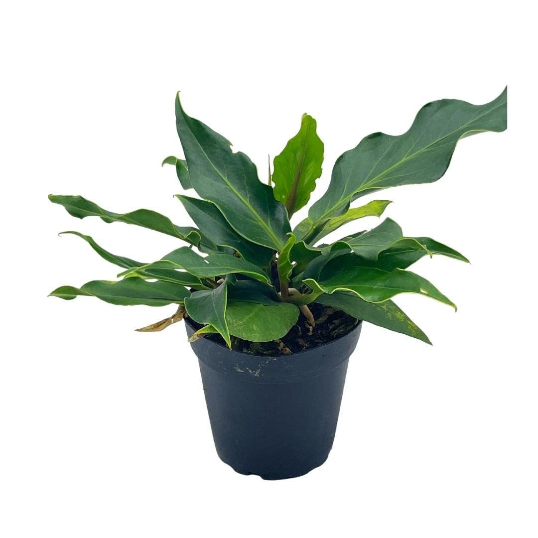 Anthurium Hookeri, Wave of Love, 4 inch Plowmanii Bird's nest