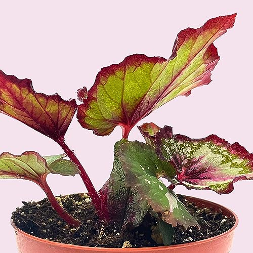 Harmony's First Kiss Series, Begonia Rex 4 inch Pot, Pink Center and Band, Green White Splash grower's Choice