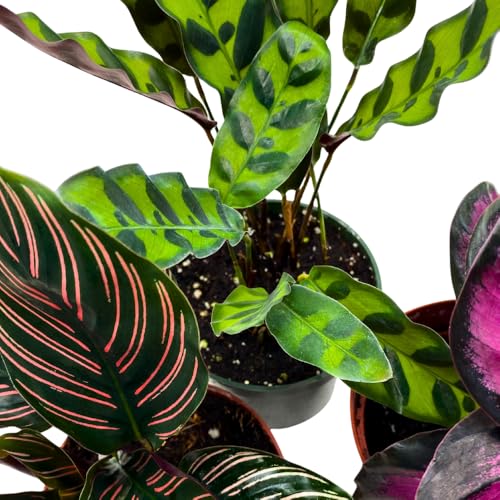 BubbleBlooms Calathea Assortment in 4 inch Pots Set of 3 Prayer Plants