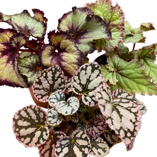 Harmony Foliage Harmony's White Begonia Assortment 4 inch Set of 3 All White Hybrids