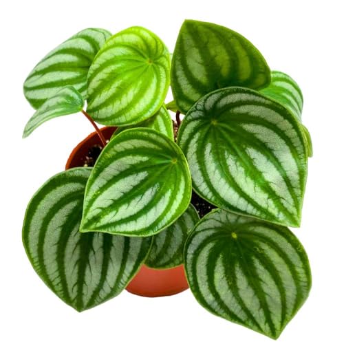 Harmony Foliage Peperomia Watermelon in a 6 inch Pot pep argyreia