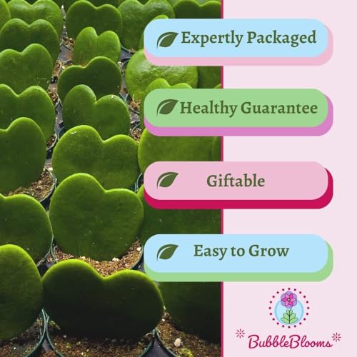 BubbleBlooms Hoya Kerrii Green Heart 24-Pack 2 inch Single Leaf No Node Sweetheart Mother's Day Valentine's Day Plant