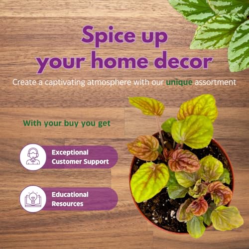 Harmony Foliage Peperomia Quito 4 inch Bright Orange Pep