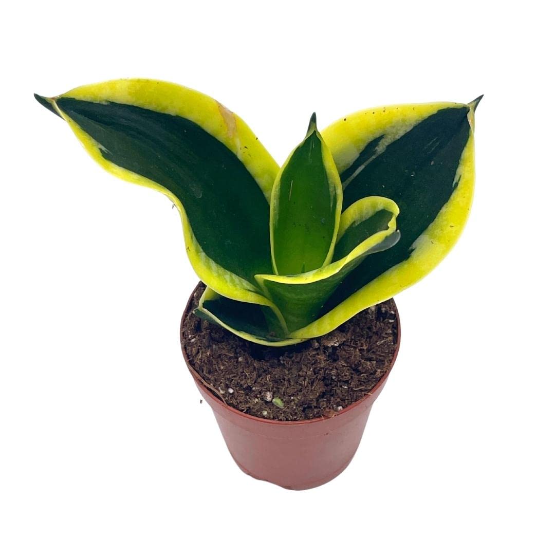 snake plant gold BubbleBlooms Black Gold Snakeplant, Green and Yellow Snake Plant, Vari – Florida House Plants