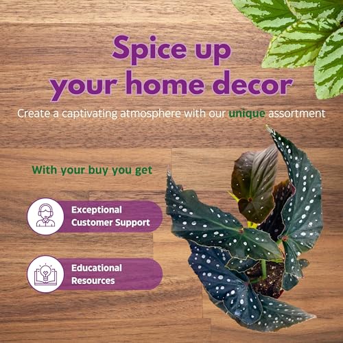 Harmony Foliage Harmony's Ninja Angel Wing Begonia 4 inch