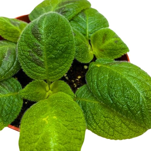 Harmony Foliage Harmony's Sorrento Sunrise Episcia 4 inch Green Flame Violet