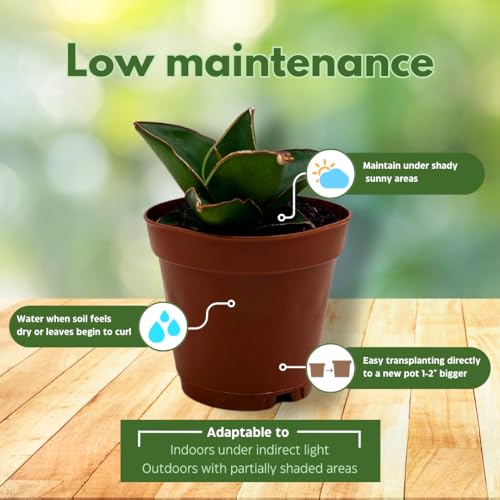 BubbleBlooms Sansevieria Samurai Dwarf 2 inch Blue Star Snake Plant