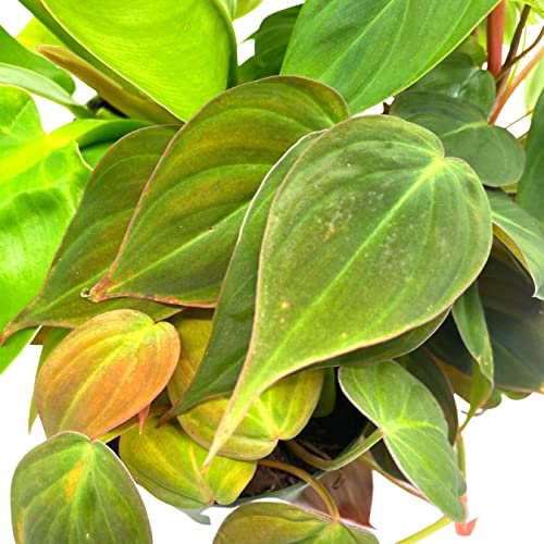 BubbleBlooms Philodendron Assortment Set, 4 inch pots, Set of 3, Indoor Houseplants Grower's Choice Variety