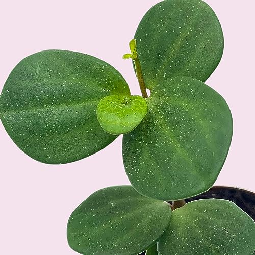BubbleBlooms Peperomia Hope in a 2 inch Pot Trailing Jade peperomia rotundifolia Tiny Mini Pixie Plant