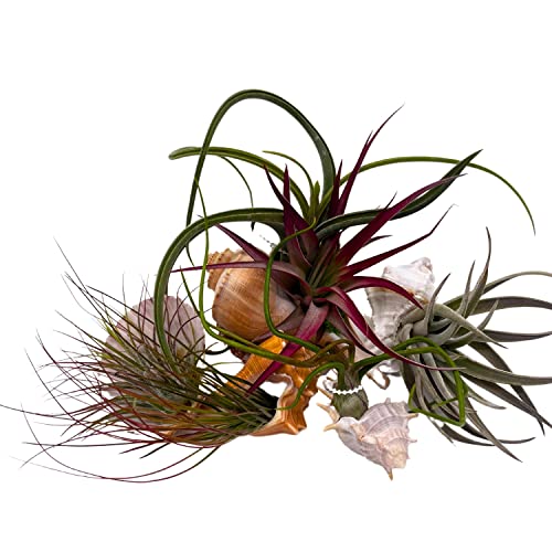 BubbleBlooms Tillandisa Assorment with Nautilus Seashells, Set of 5, Different-Sized airplants Mounted on a Conch