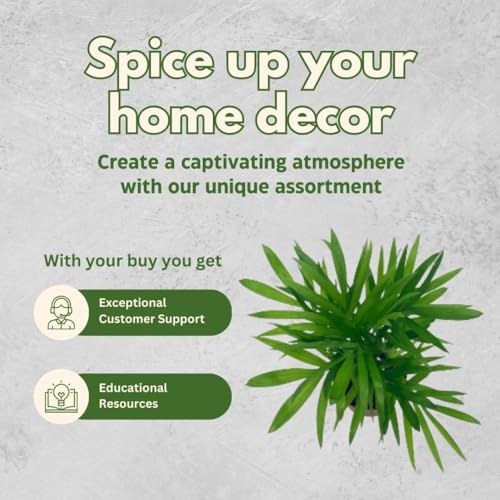 BubbleBlooms Neanthe Bella Palm, in a 2 inch Pot Palma Areca, Chamaedorea seifrizii elegans, Mini Bamboo Palm Tree Plant