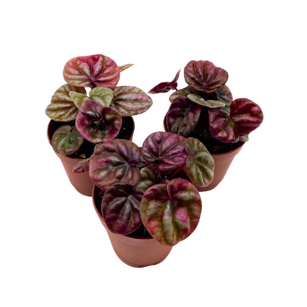 Peperomia Schumi 2 inch Set of 3 Red Emerald Ripple Pep Caperata