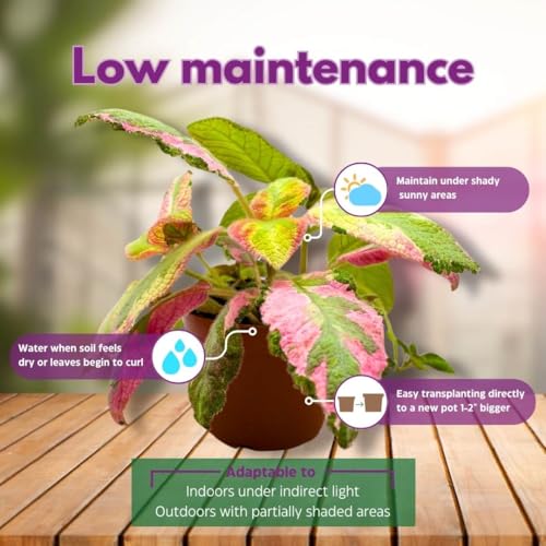 Harmony Foliage Episcia Picasso Rare Variegated Flame Violet Flowering Gesneriad