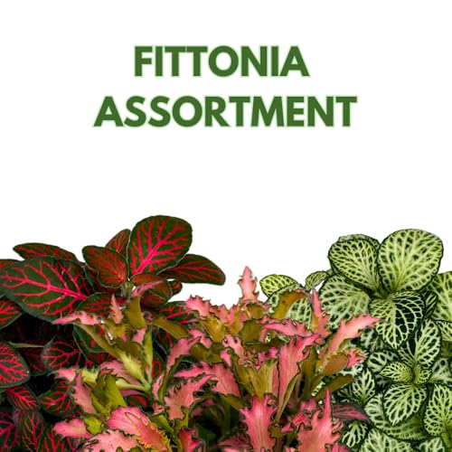 BubbleBlooms Fittonia Assortment 2 inch Set of 4