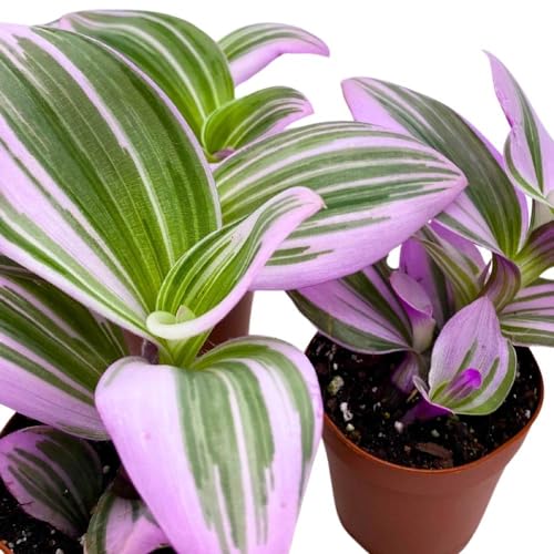 BubbleBlooms Tradescantia Nanouk 2 inch Set of 3 Fantasy Venice Wandering Dude Albiflora Spiderwort Tiny Mini Pixie